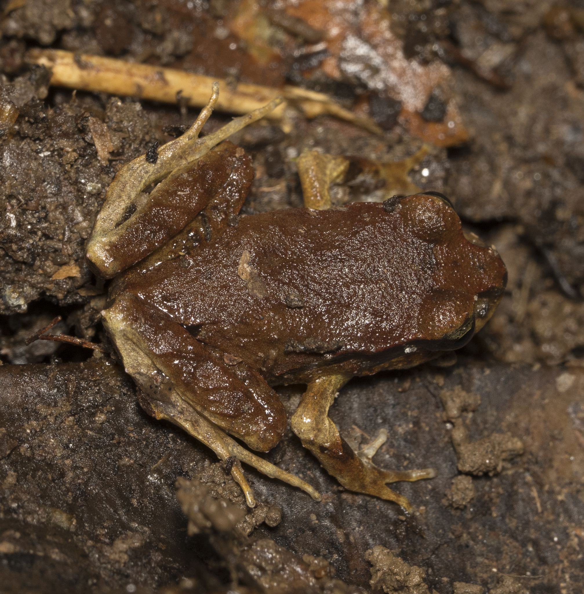 Eupsophus altor Nuñez, Rabanal & Formas, 2012