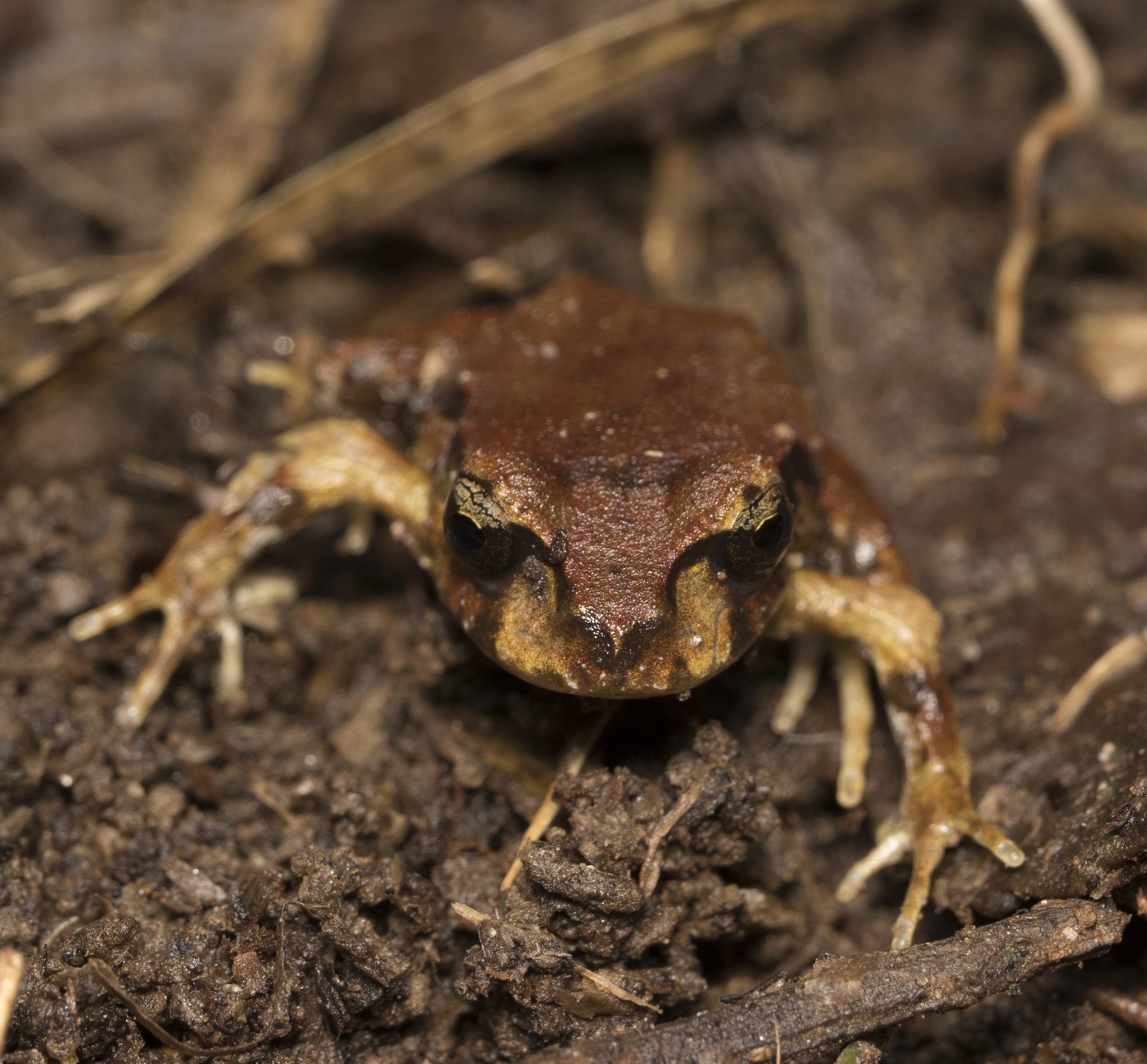 Eupsophus altor Nuñez, Rabanal & Formas, 2012
