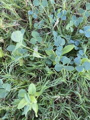 Medicago polymorpha