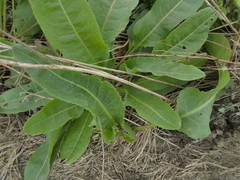 Lactuca virosa