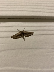 Holochroa dissociarius