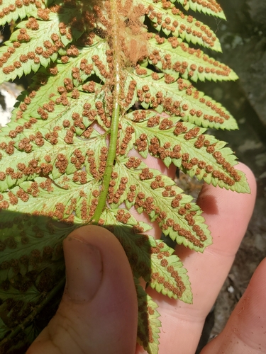 Image of Polystichum californicum by no rights reserved
