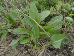 Lactuca virosa