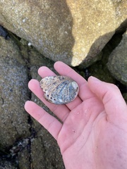 Haliotis cracherodii