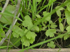 Pterostegia drymarioides