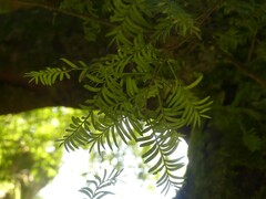 Prumnopitys ferruginea