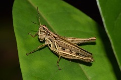 Orphulellini