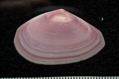 Tellinidae
