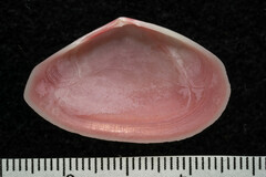 Tellinidae