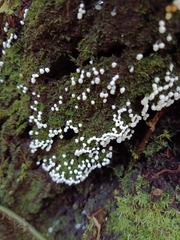 Ceratiomyxa morchella