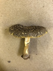 Amanita augusta