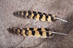 Phalaenoptilus nuttallii