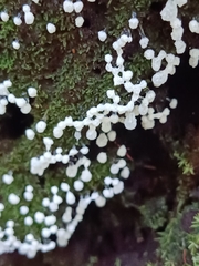 Ceratiomyxa morchella