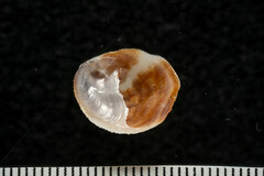 Crepidula
