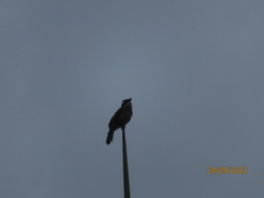 Pycnonotus sinensis formosae