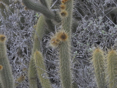 Bergerocactus emoryi