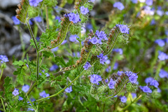 Phacelia distans