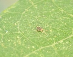 Acariformes