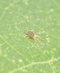 Acariformes