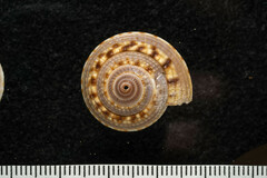Architectonica nobilis