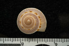 Architectonica nobilis
