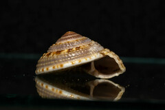 Architectonica nobilis