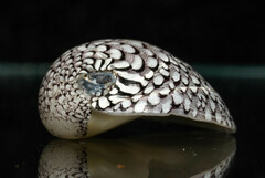 Clypeolum latissimum