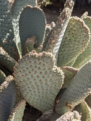 Opuntia basilaris basilaris