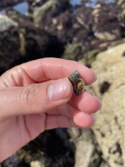 Paciocinebrina circumtexta