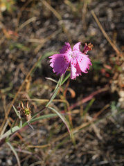 Dianthus chinensis