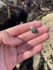 Paciocinebrina circumtexta