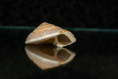 Architectonica nobilis