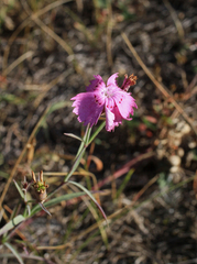Dianthus chinensis