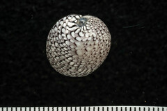 Clypeolum latissimum