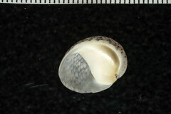 Clypeolum latissimum