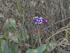 Limonium perezii