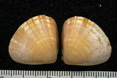 Tivela