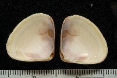 Tivela