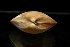 Tivela