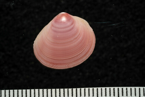 Strigilla chroma