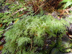 Hymenophyllum flexuosum