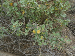 Malacothamnus fasciculatus