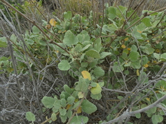 Malacothamnus fasciculatus