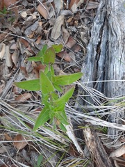 Ruellia humilis