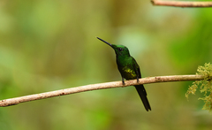 Heliodoxa imperatrix