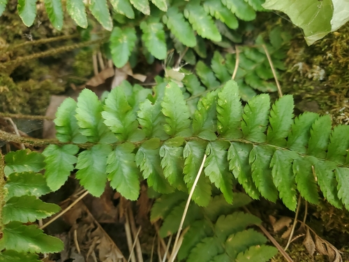 Image of Polystichum californicum by no rights reserved