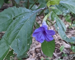 Ruellia simplex