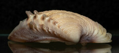 Hysteroconcha lupanaria