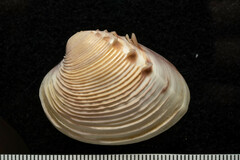 Hysteroconcha lupanaria