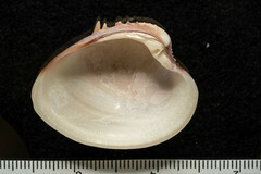 Hysteroconcha lupanaria